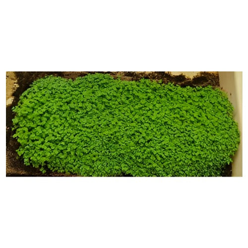 Ecomilagro Organic Microgreen Grow Mat- 1 piece