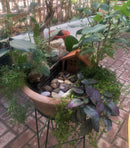 Decorative Croton With Stand