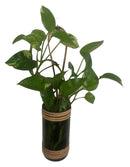 Money Plant in Glass Decor