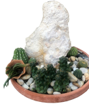 Barrel Cactus in Clay Pot