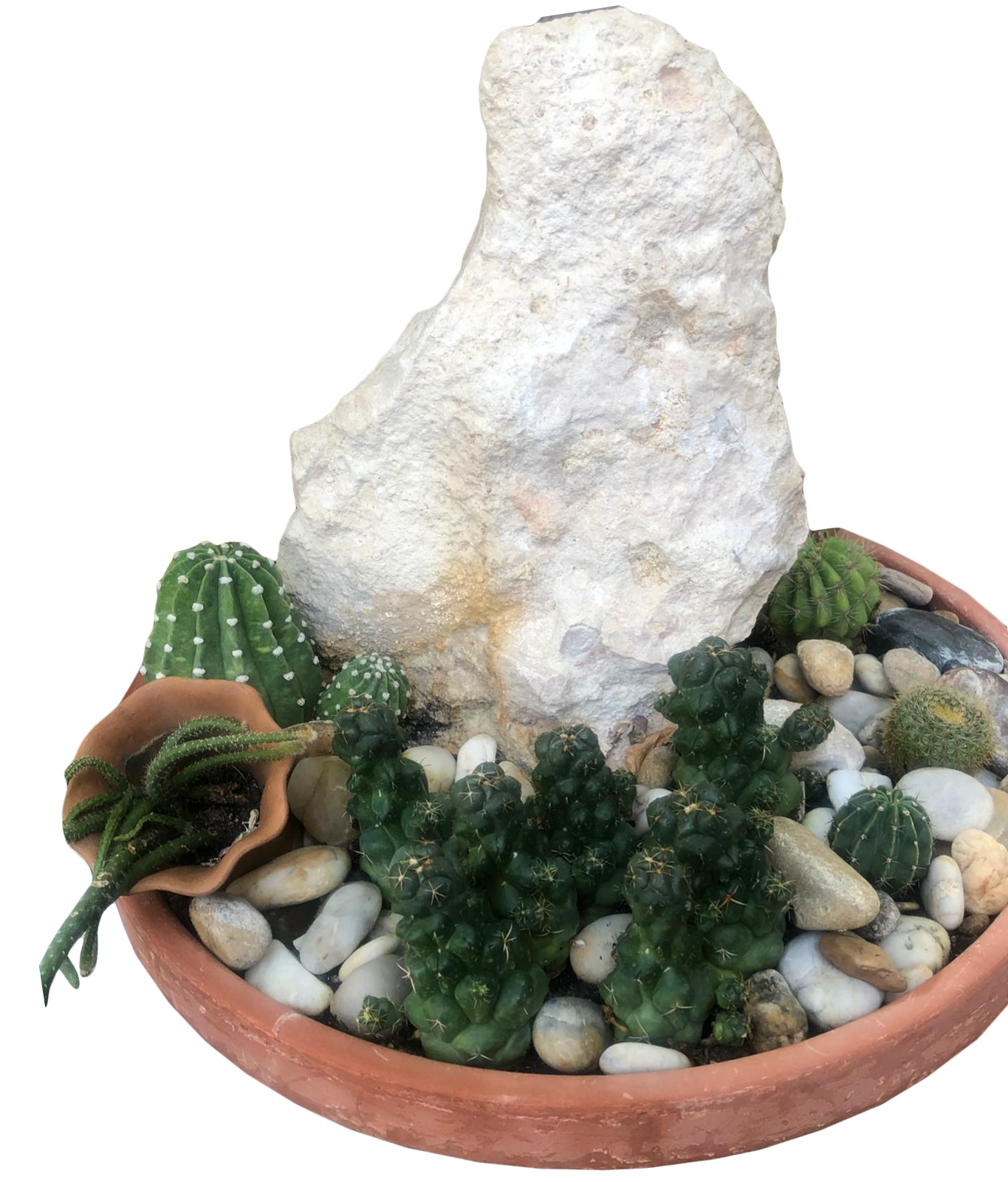 Barrel Cactus in Clay Pot | Plants