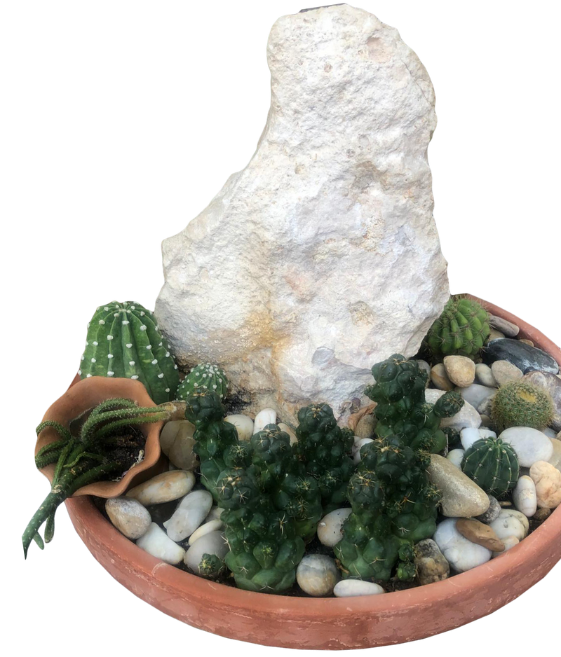 Barrel Cactus in Clay Pot